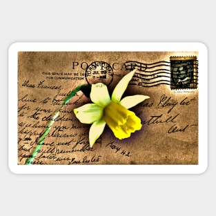 Daffodil on Vintage 1909 Postcard Sticker